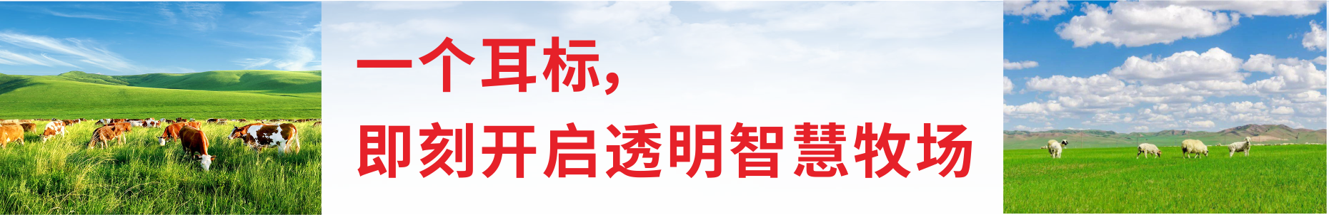 banner 一个耳标，即刻开启透明智慧牧场！